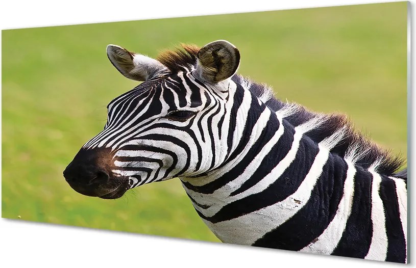 Szklany Panel Zebra w Naturalnym Środowisku