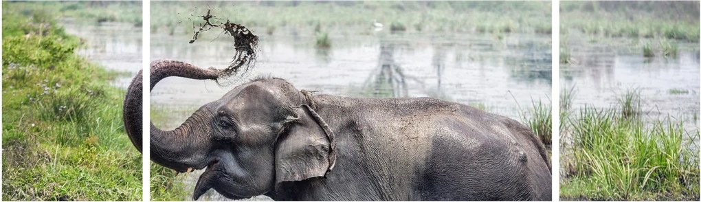 Obraz - Kąpiący się słoń (170x50 cm)