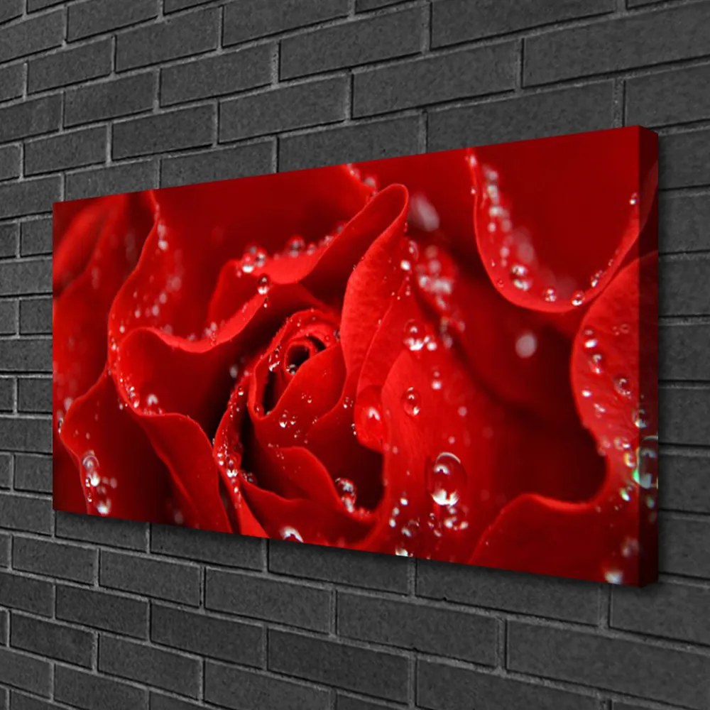 Fotoobraz na płótnie Dzika Róża w Rozkwicie