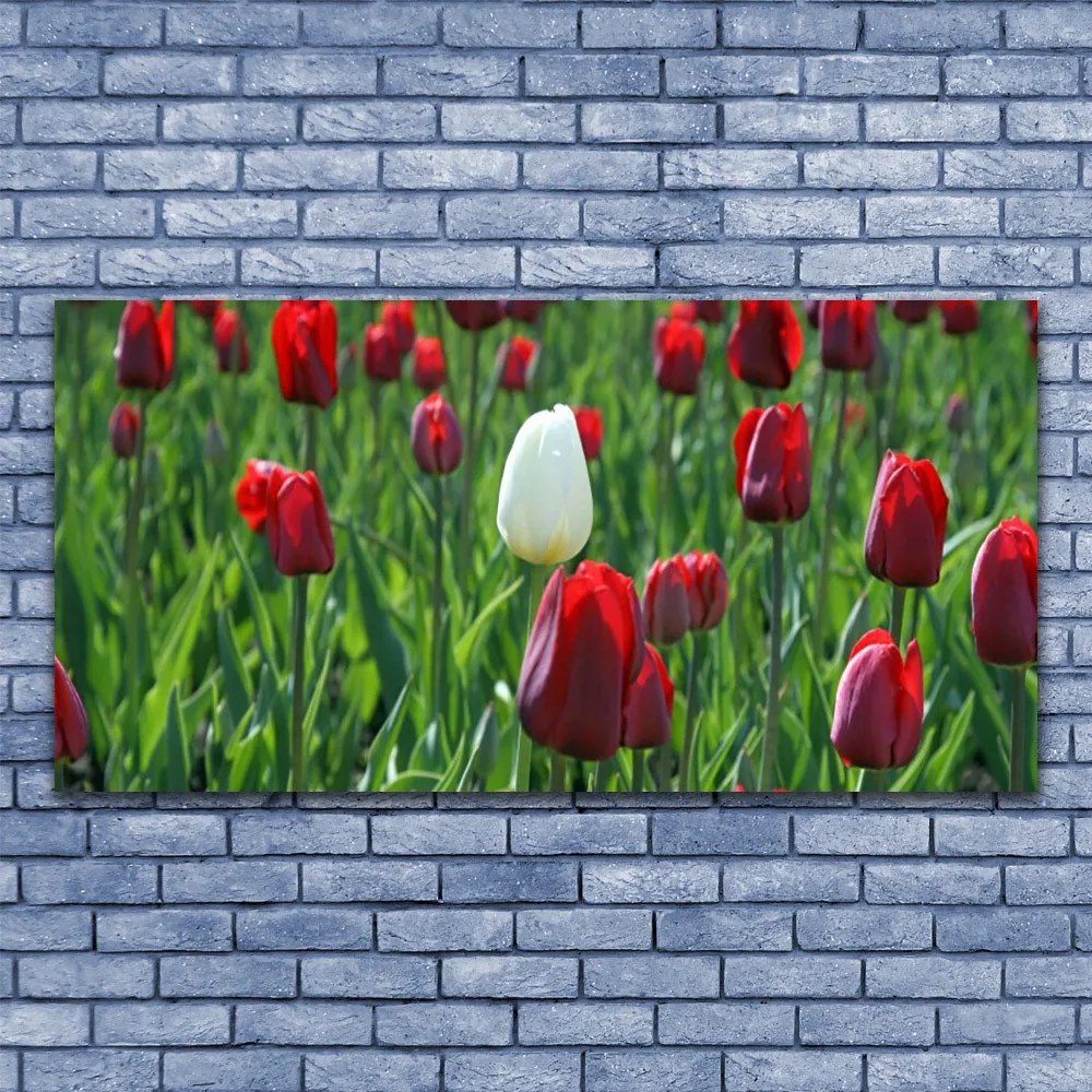 Obraz Akrylowy Tulipany Kwiaty Natura