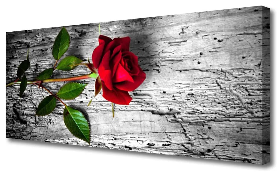 Obraz Canvas Róża Kwiat Roślina Natura