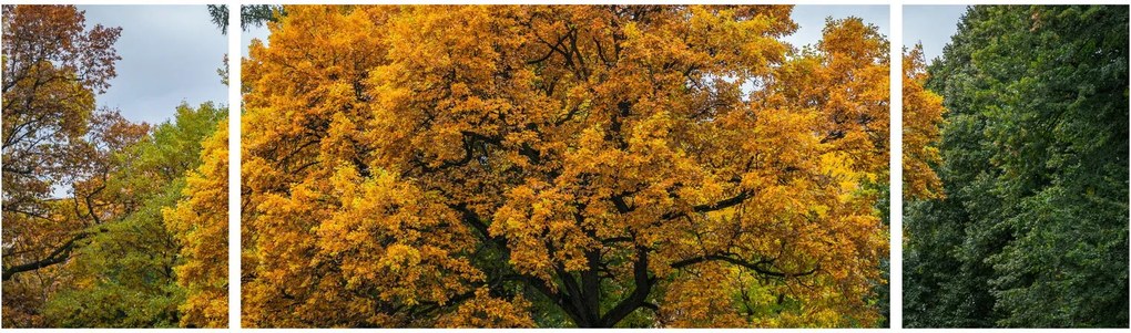 Obraz drzewa (170x50 cm)