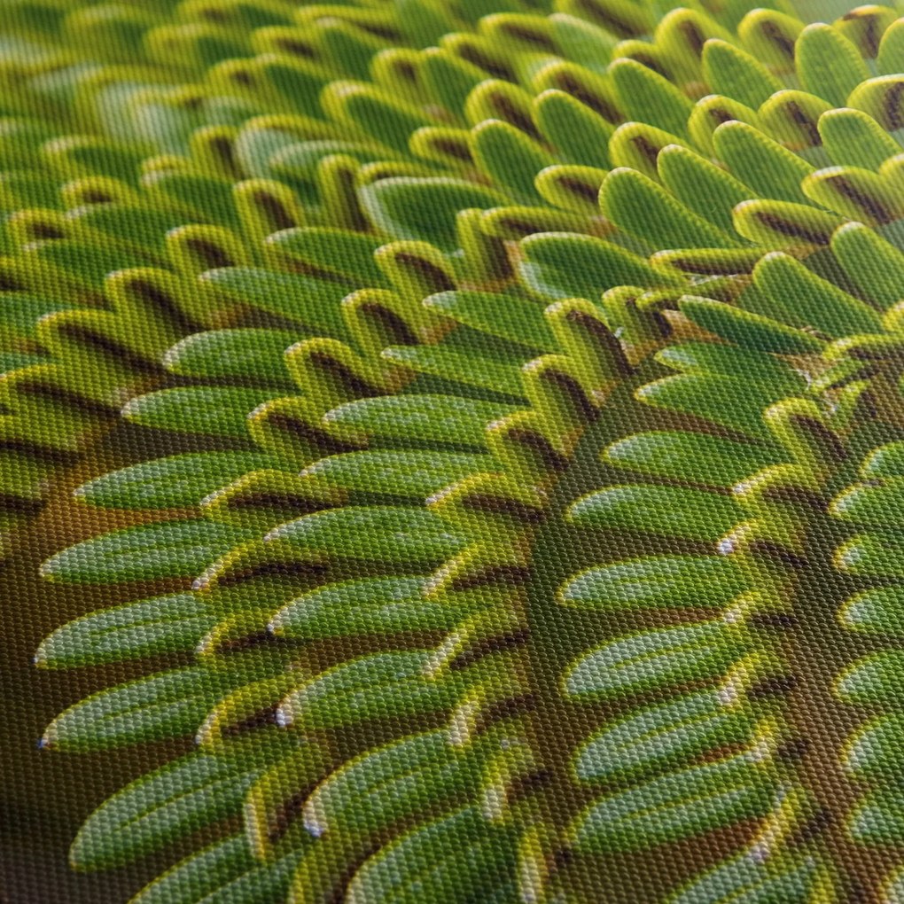 Obraz - Paproć (170x50 cm)