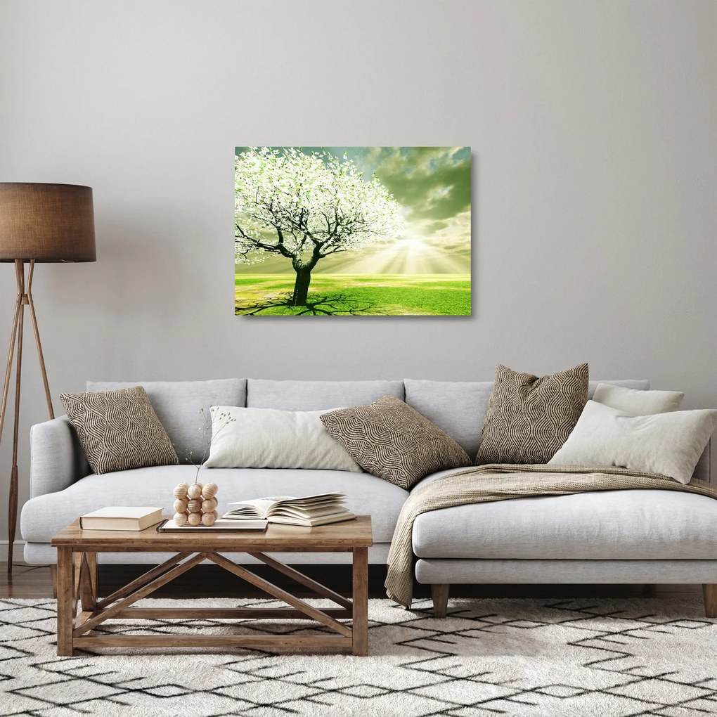 Obraz na szkle - kwitnące drzewo (70x50 cm)