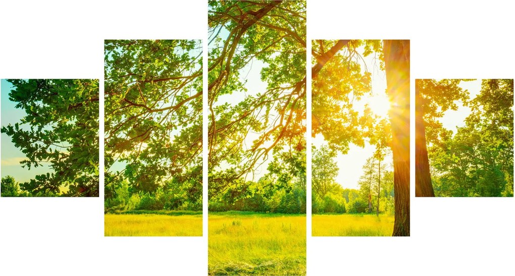 Obraz - Słoneczny Las (125x70 cm)