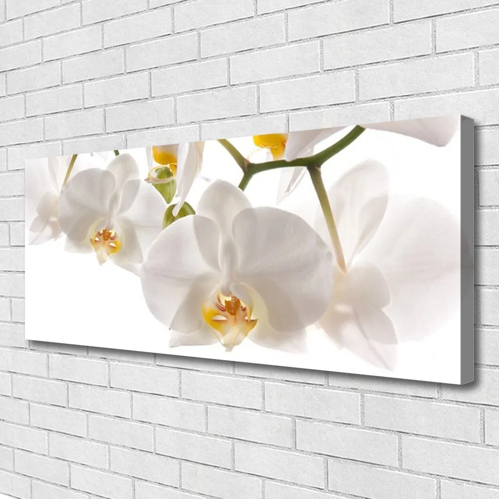 Obraz Canvas Orchidea Kwiaty Natura