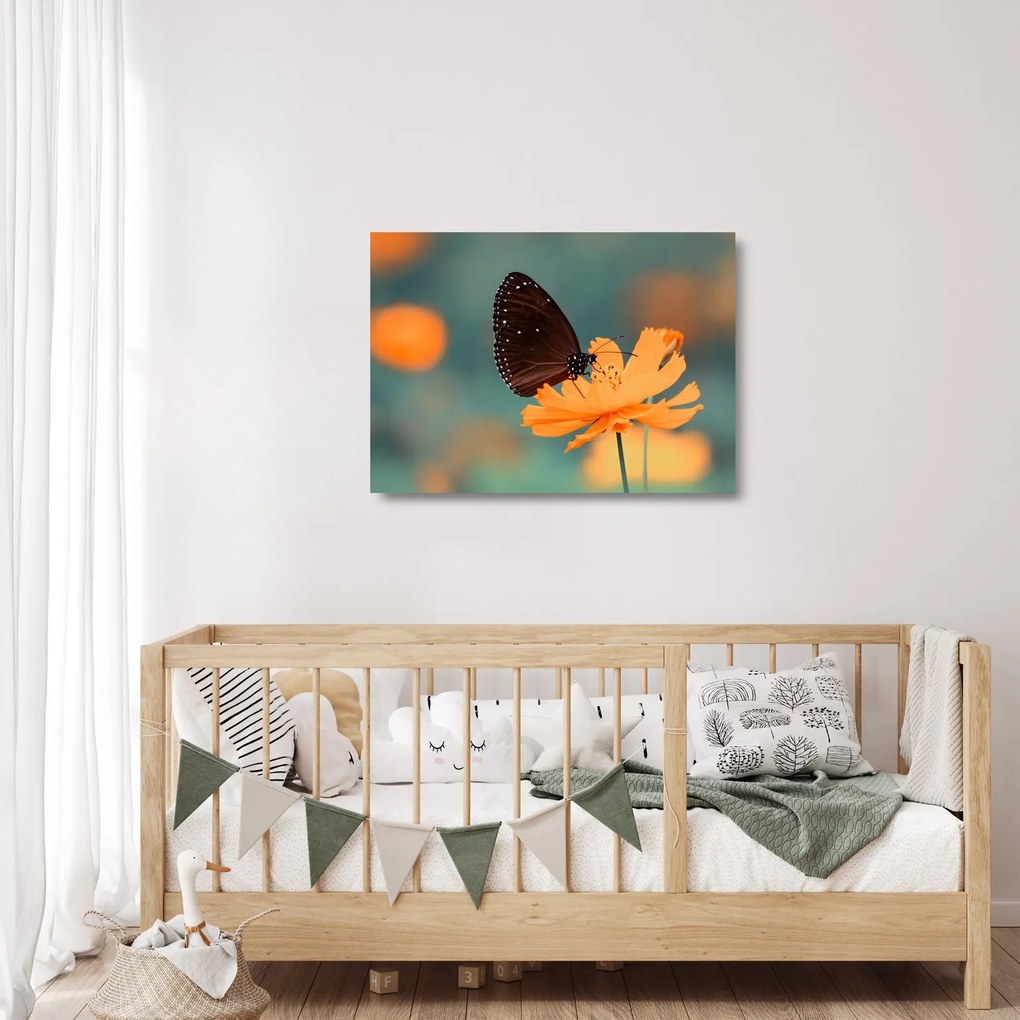 Obraz na szkle - motyl na pomarańczowym kwiatku (70x50 cm)