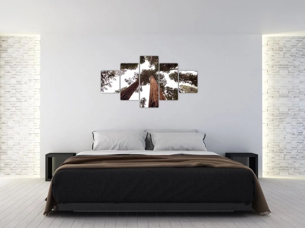 Obraz - Widok przez korony drzew (125x70 cm)