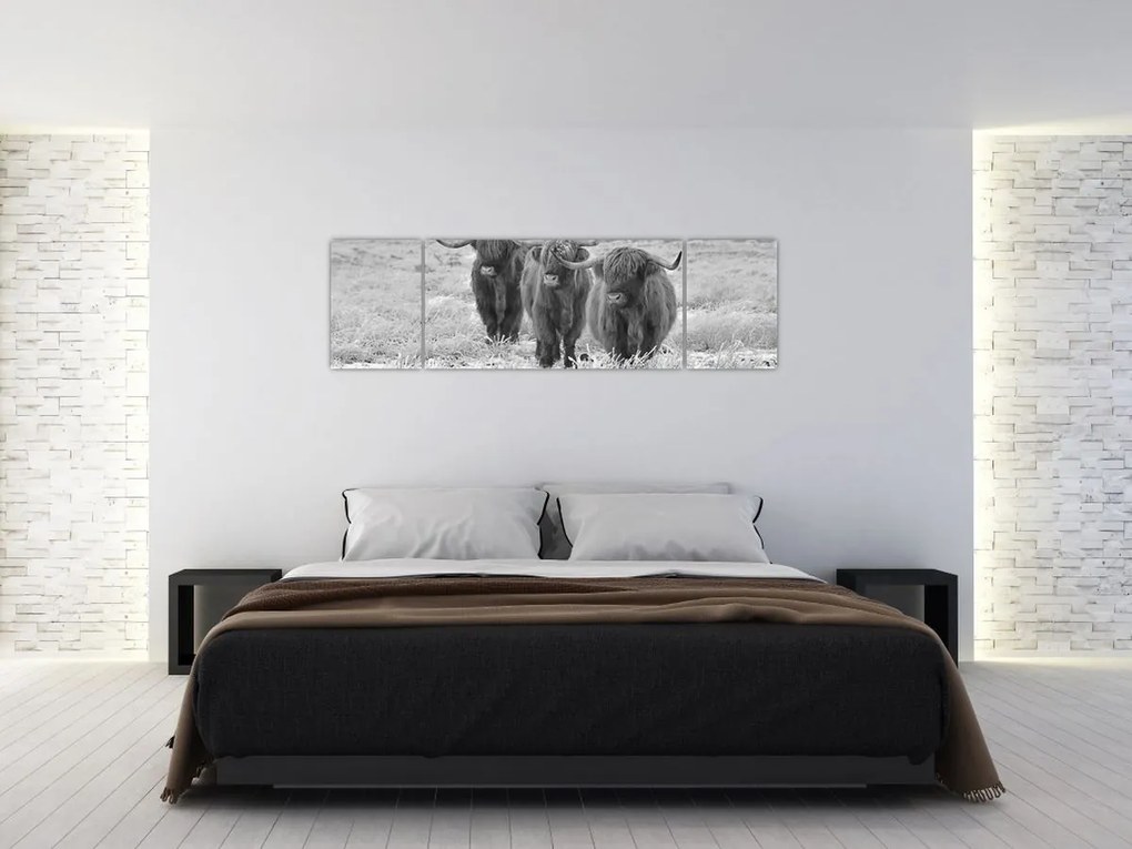 Obraz - Szkockie krowy, czarno - biały (170x50 cm)