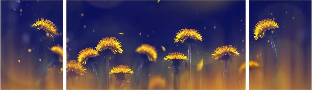 Obraz - Dmuchawce (170x50 cm)