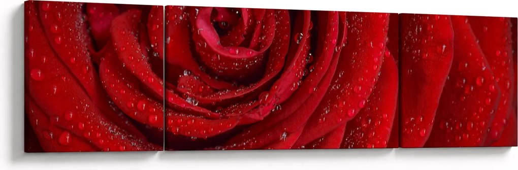Obraz - szczegół róży (170x50 cm)