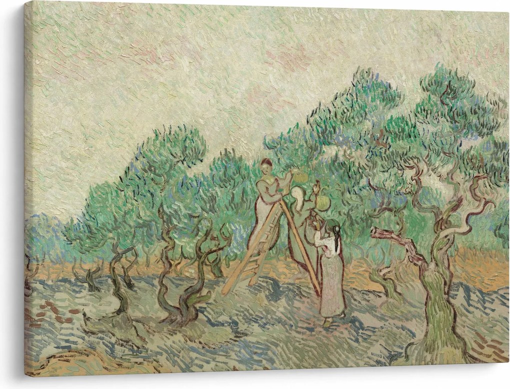Obraz - Vincent van Gogh, The Olive Orchard, reprodukcje (70x50 cm)