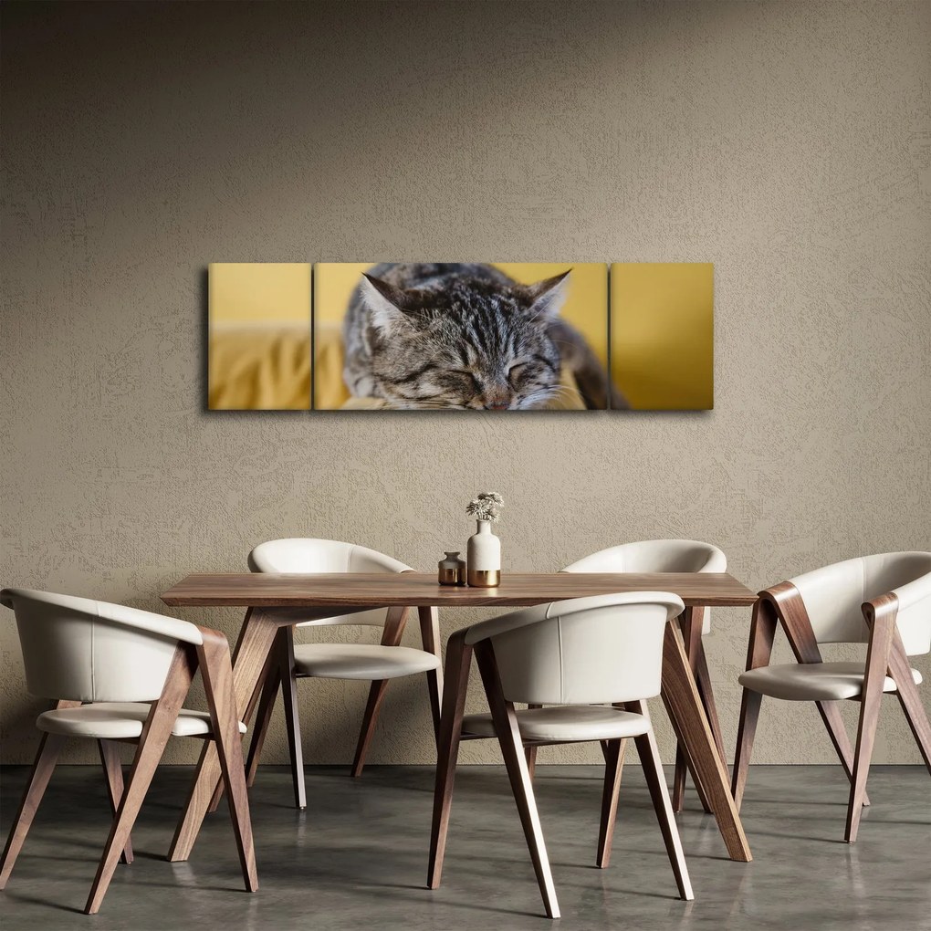 Obraz kota na kanapie (170x50 cm)