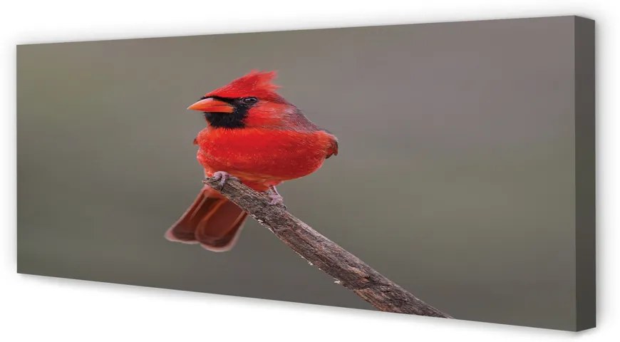 Fotoobraz na płótnie Czerwona Papuga na Gałęzi