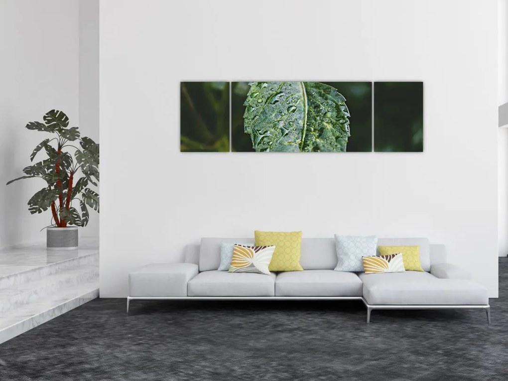 Obraz - krople na liściu (170x50 cm)