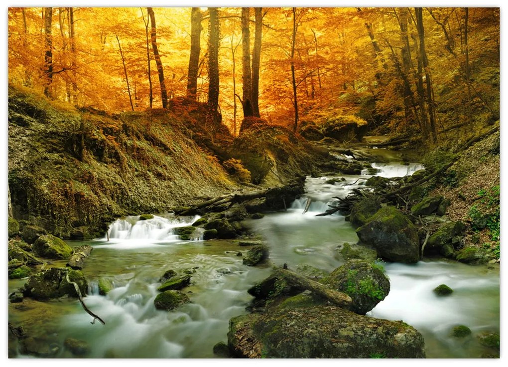 Obraz - Las (70x50 cm)