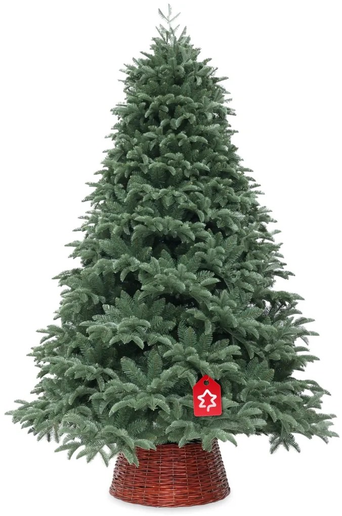 Świerk Oregon ekstra gęsty 240 cm
