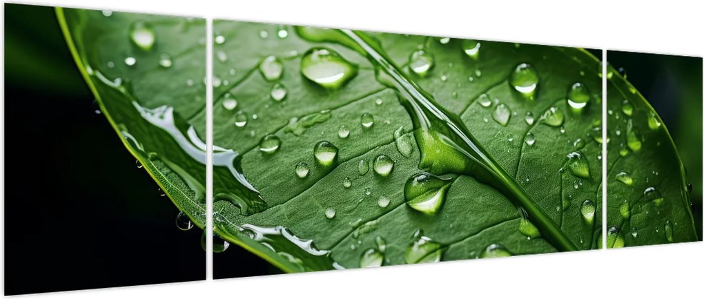 Obraz - Liść po deszczu (170x50 cm)