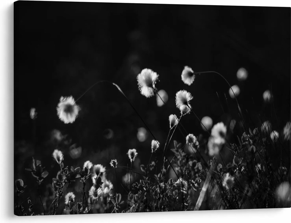 Obraz - Łąka z trawą bawełnianą N⁰1 (70x50 cm)