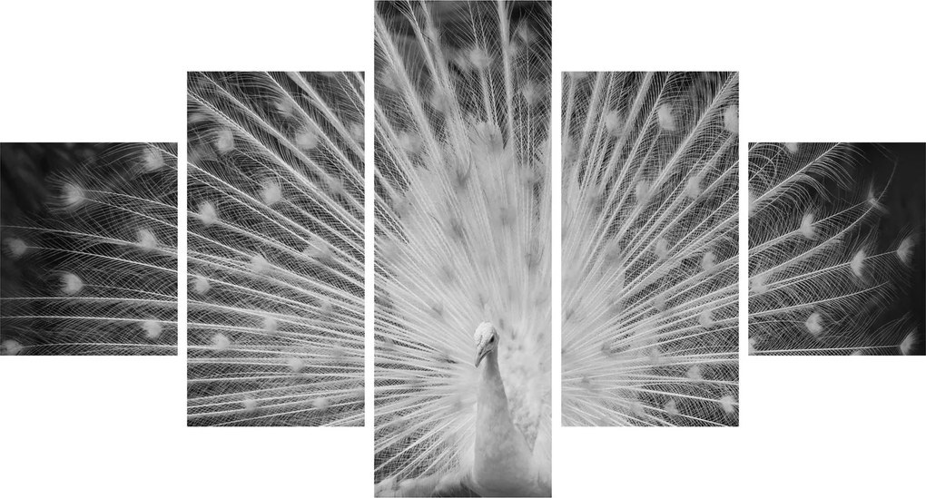 Obraz - Biały paw (125x70 cm)