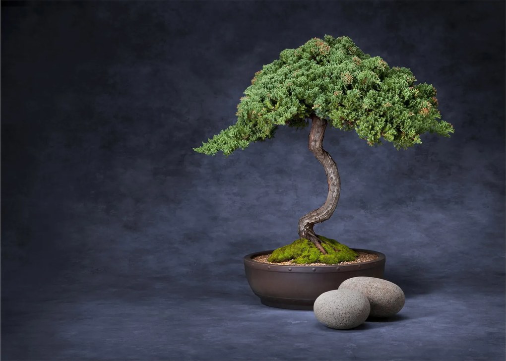 Obraz na szkle - Bonsai (70x50 cm)