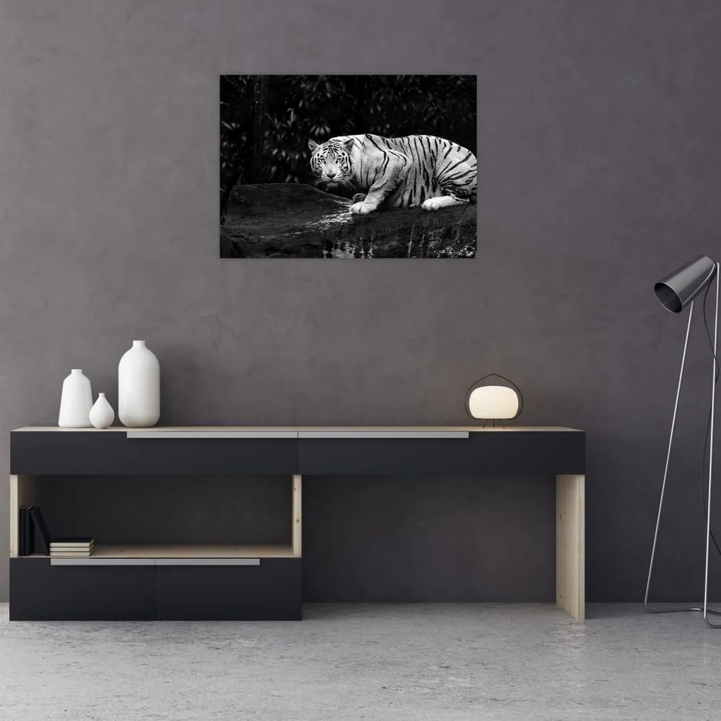 Obraz na szkle - Tygrys albinos, czarno - biały (70x50 cm)