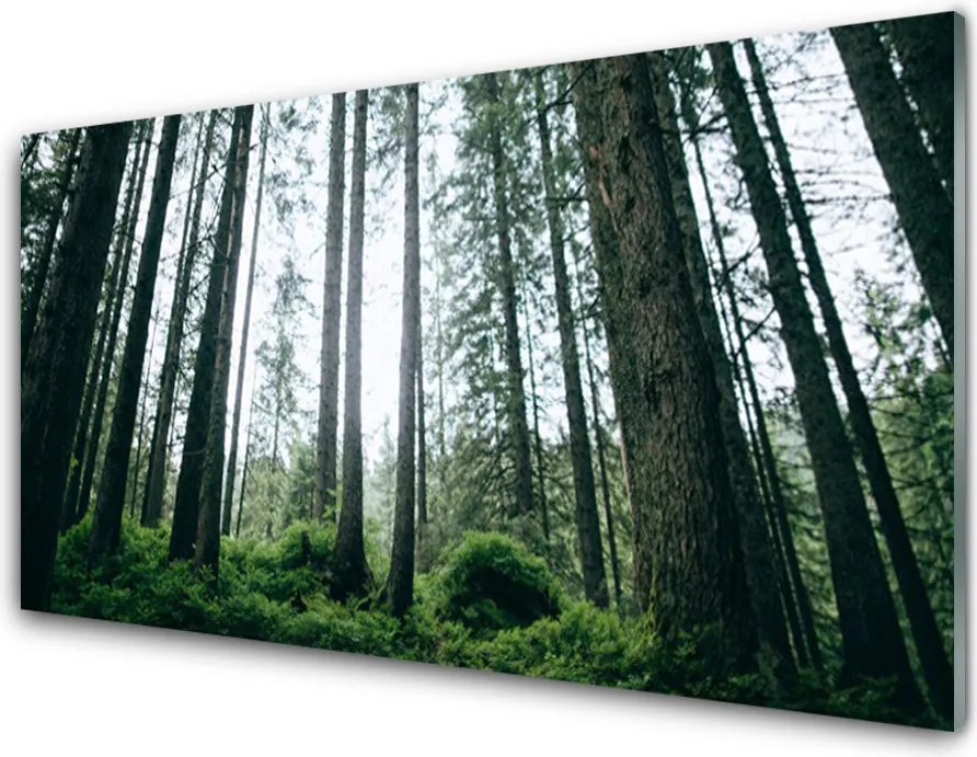 Szkło nad Blatem Promienie Słońca W Lesie