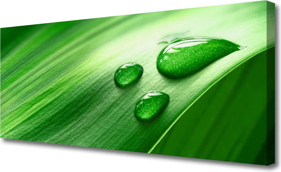 Duży obraz na płótnie Perlista Rosa na Liściu