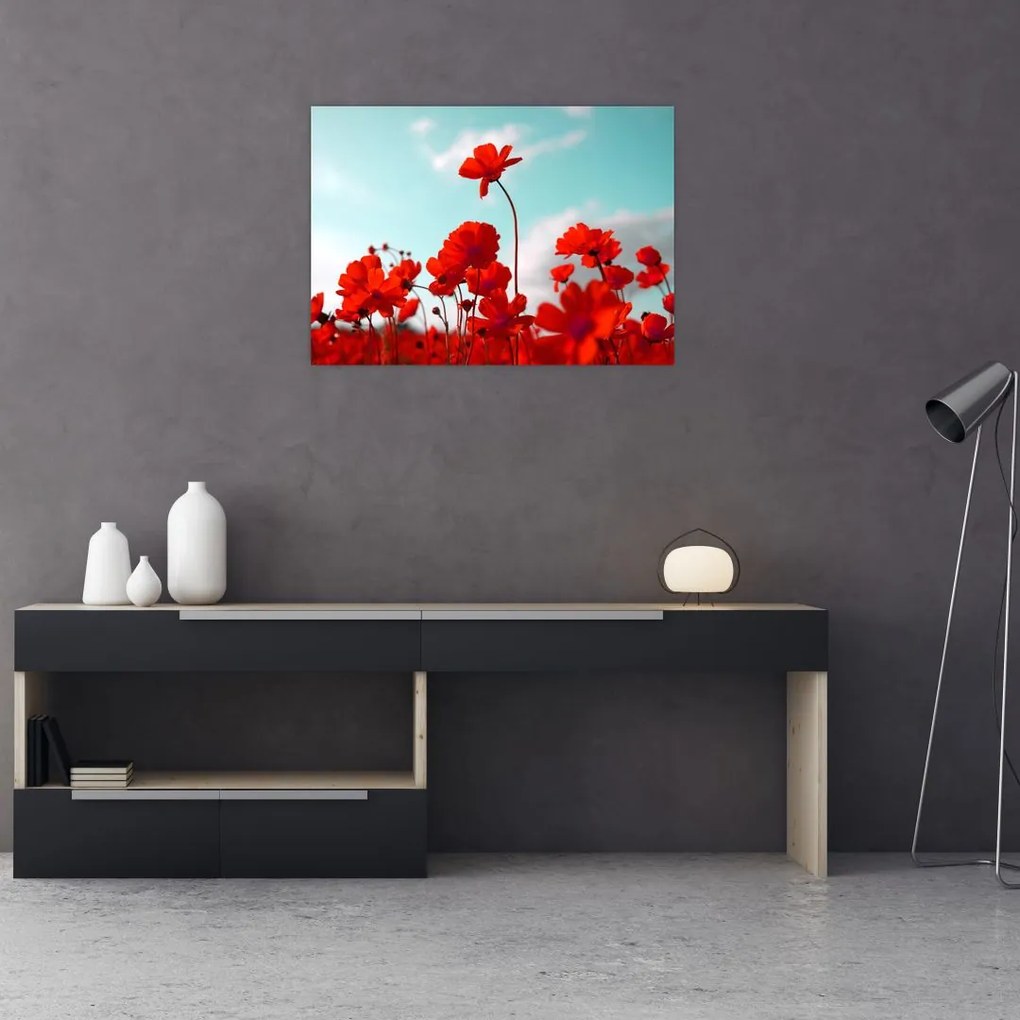 Obraz pola z jasnoczerwonymi kwiatami (70x50 cm)