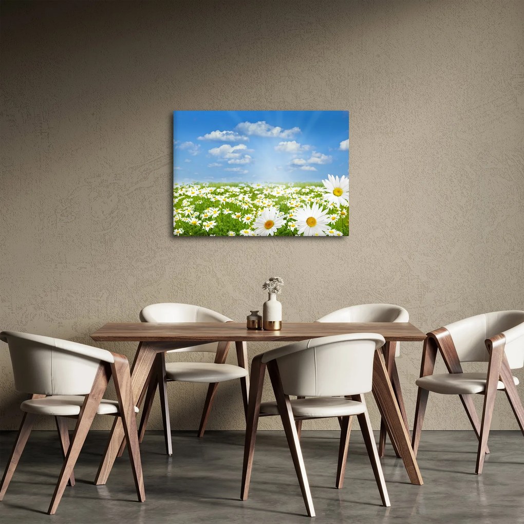 Obraz kwitnącej łąki ze stokrotkami (70x50 cm)