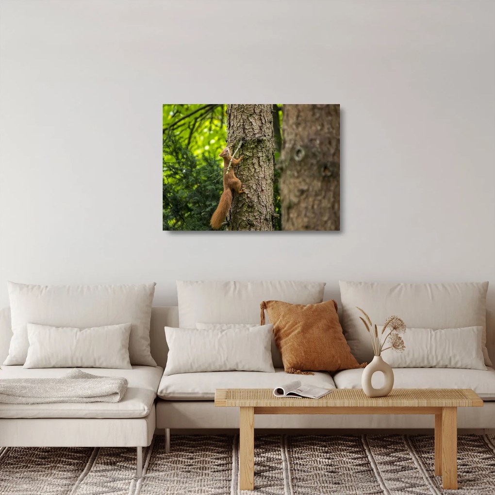 Obraz na szkle - wiewiórka (70x50 cm)
