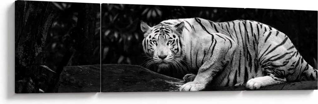 Obraz - Tygrys albinos, czarno - biały (170x50 cm)