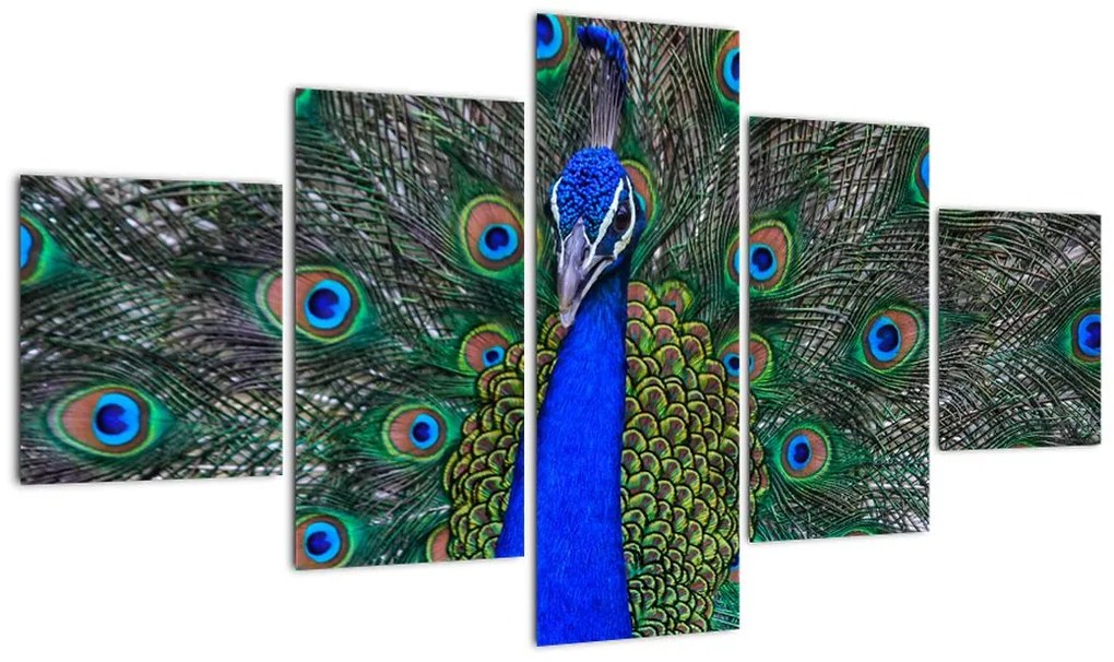 Obraz - Paw (125x70 cm)