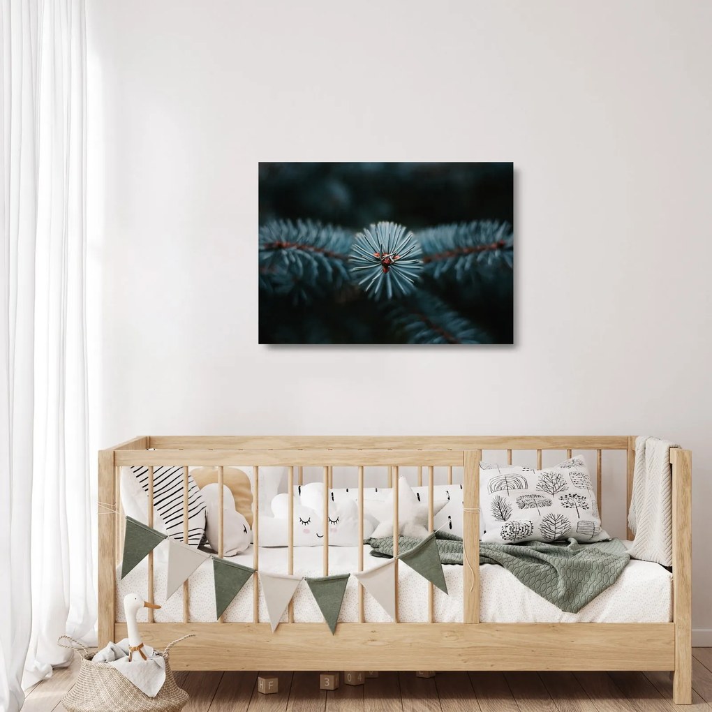 Obraz na szkle gałązki drzewa iglastego (70x50 cm)