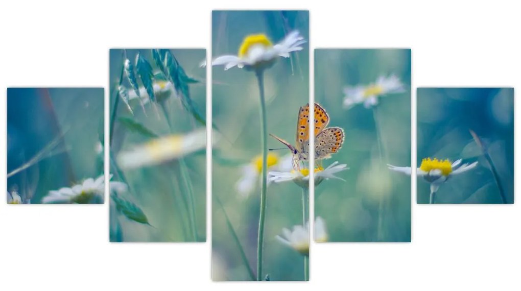Obraz - Motyl na stokrotce (125x70 cm)