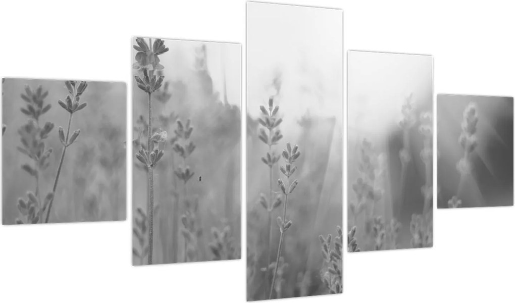 Obraz - Lawenda (125x70 cm)