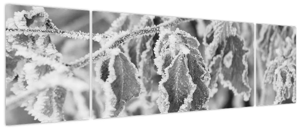 Obraz - Zmarznięte liście, czarno - biały (170x50 cm)