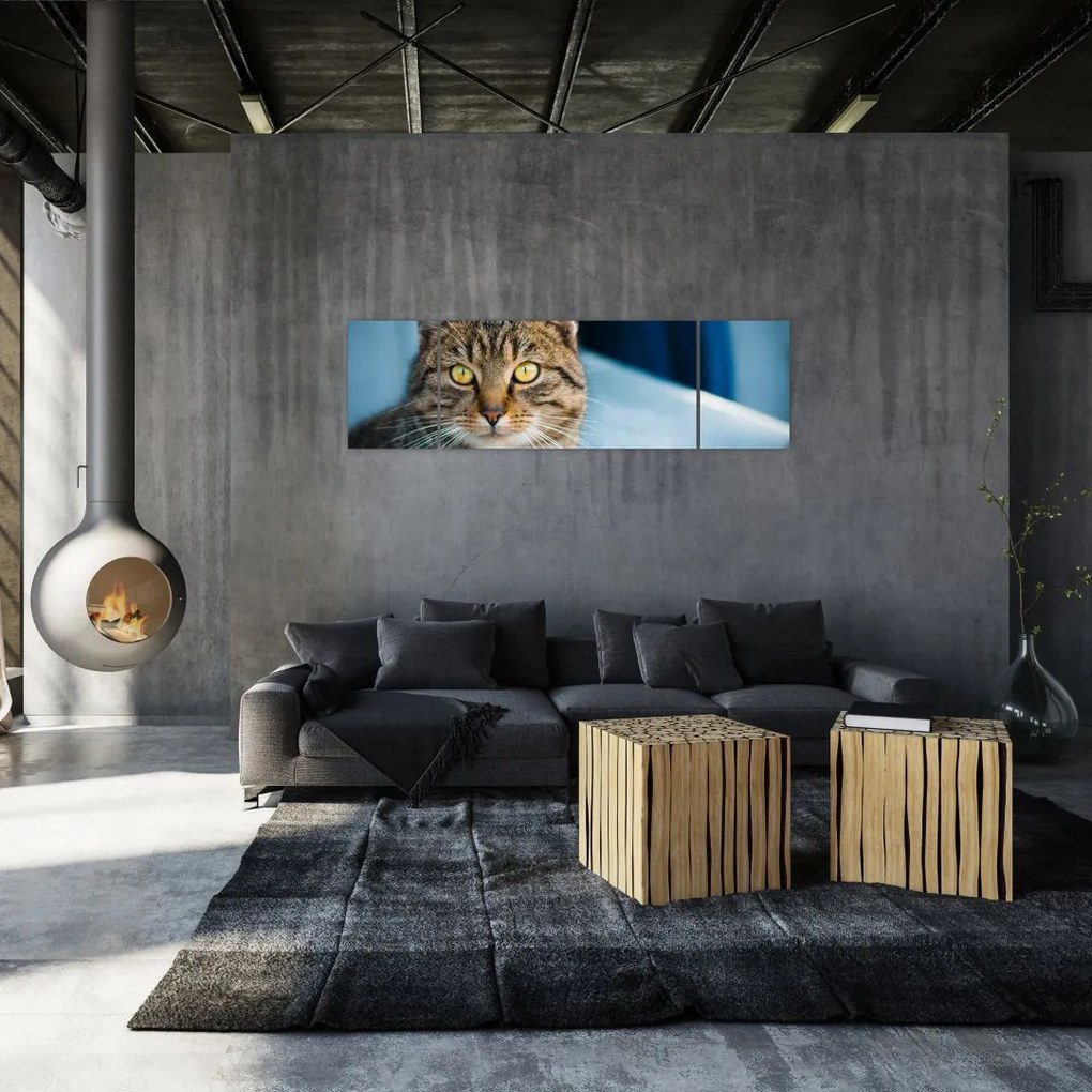 Obraz - Kot domowy (170x50 cm)