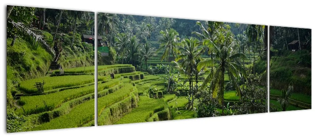 Obraz tarasów ryżowych Tegalalang, Bali (170x50 cm)