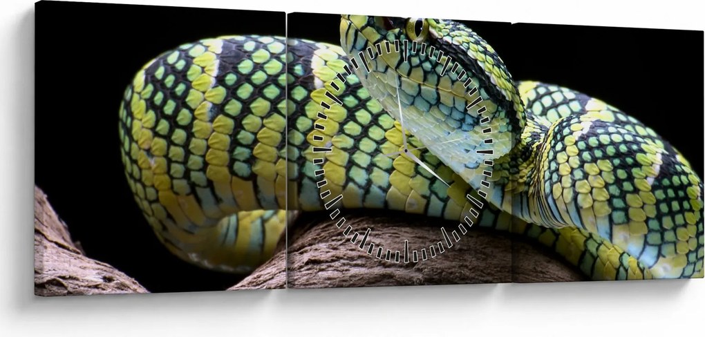 Obraz - Grzechotnik Waglera (z zegarem) (90x30 cm)