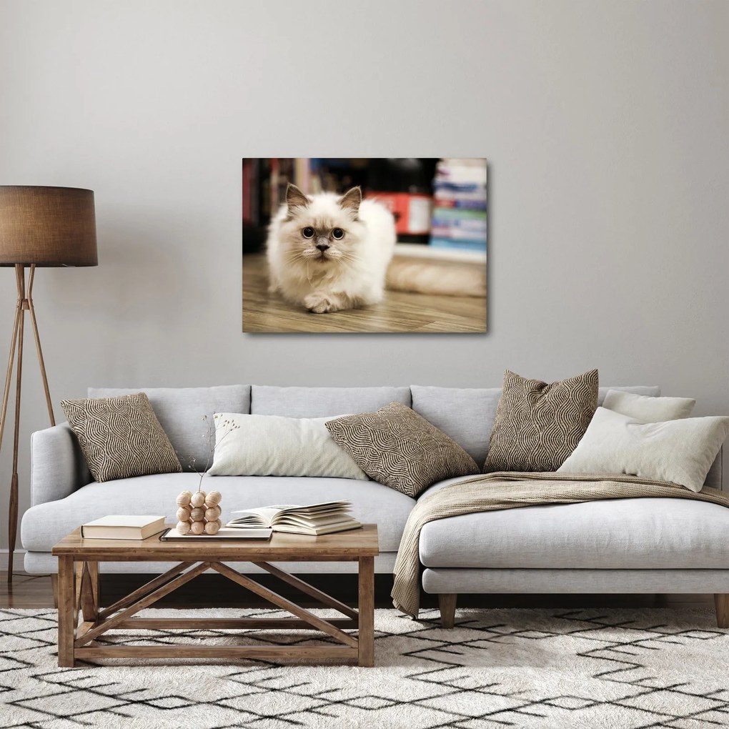 Obraz białego kota (70x50 cm)