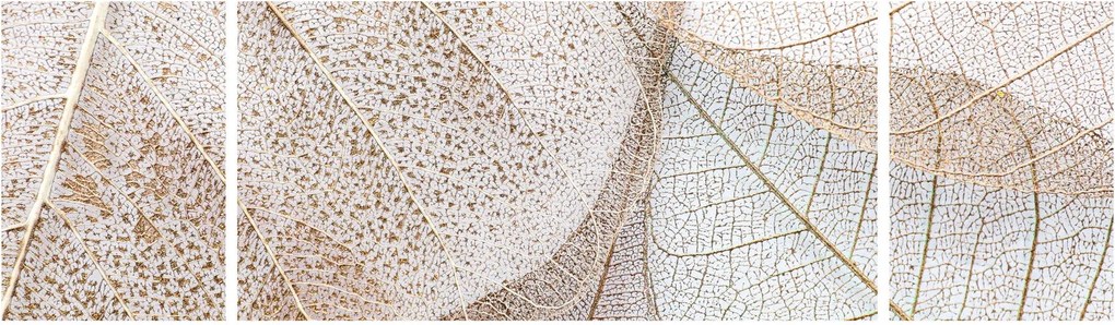 Obraz - Beżowe liście (170x50 cm)