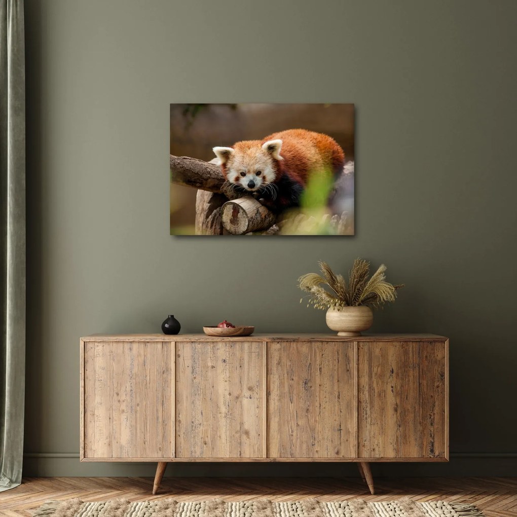 Obraz czerwonej pandy (70x50 cm)