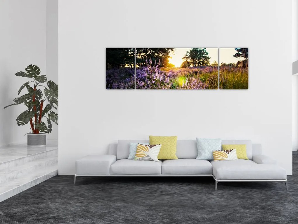 Obraz pola lawendy (170x50 cm)