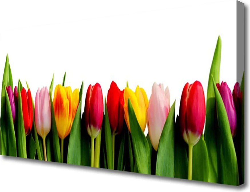 Obraz na płótnie Pąki Tulipanów w Ogrodzie