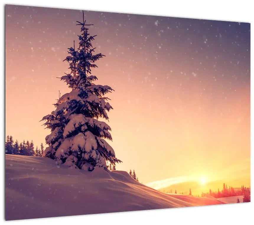 Obraz na szkle - ośnieżone drzewo na łące (70x50 cm)