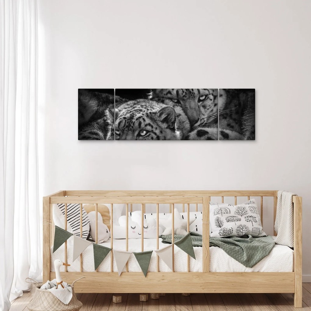 Obraz - Odpoczywające gepardy (170x50 cm)