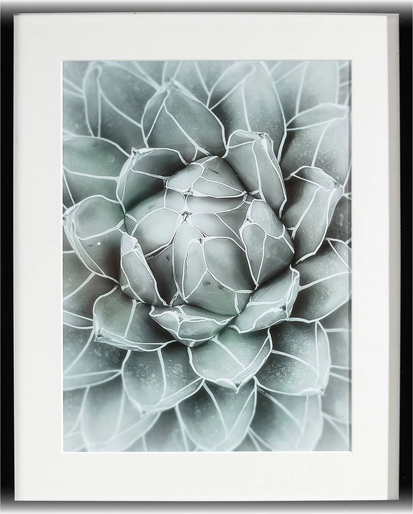 Obraz Succulents II 40x50cm