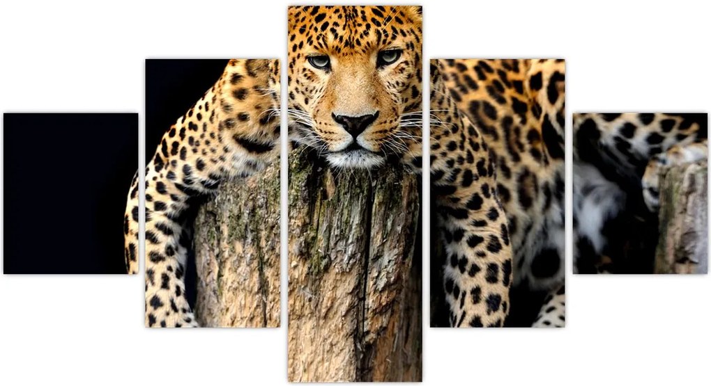 Obraz - Gepard (125x70 cm)