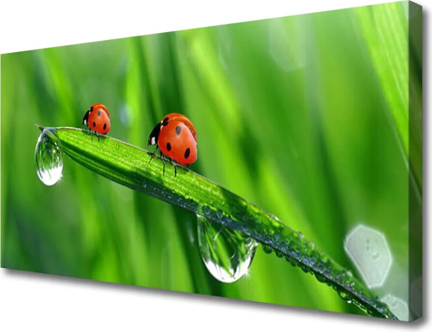 Obraz canvas Biedronka w Porannej Rosie